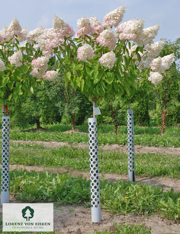 Hydrangea paniculata 'Grandiflora'