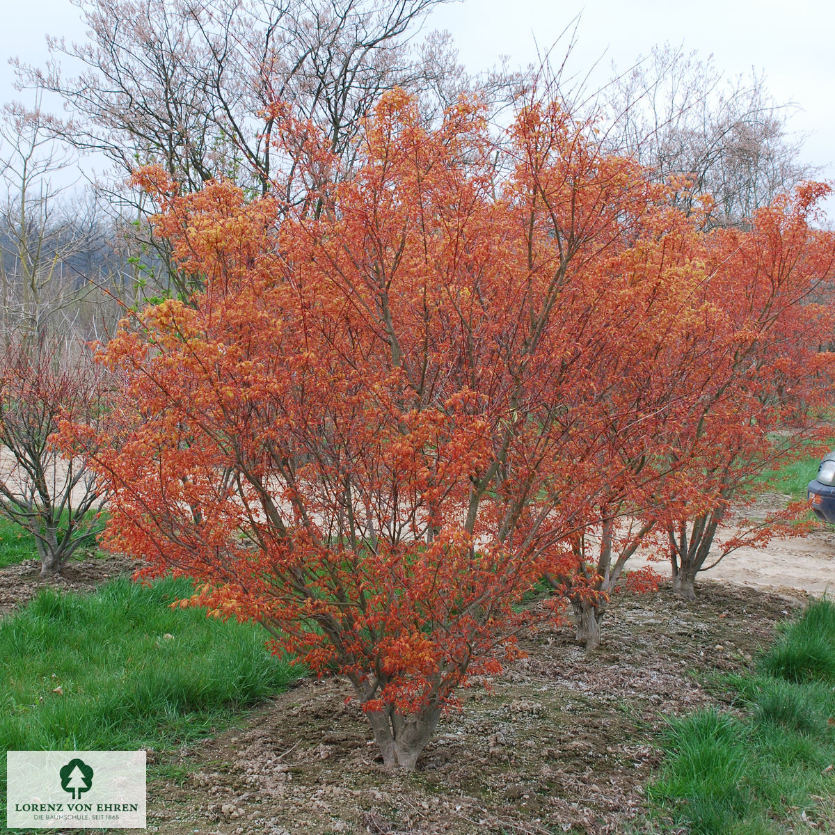 Acer palmatum 'Katsura'