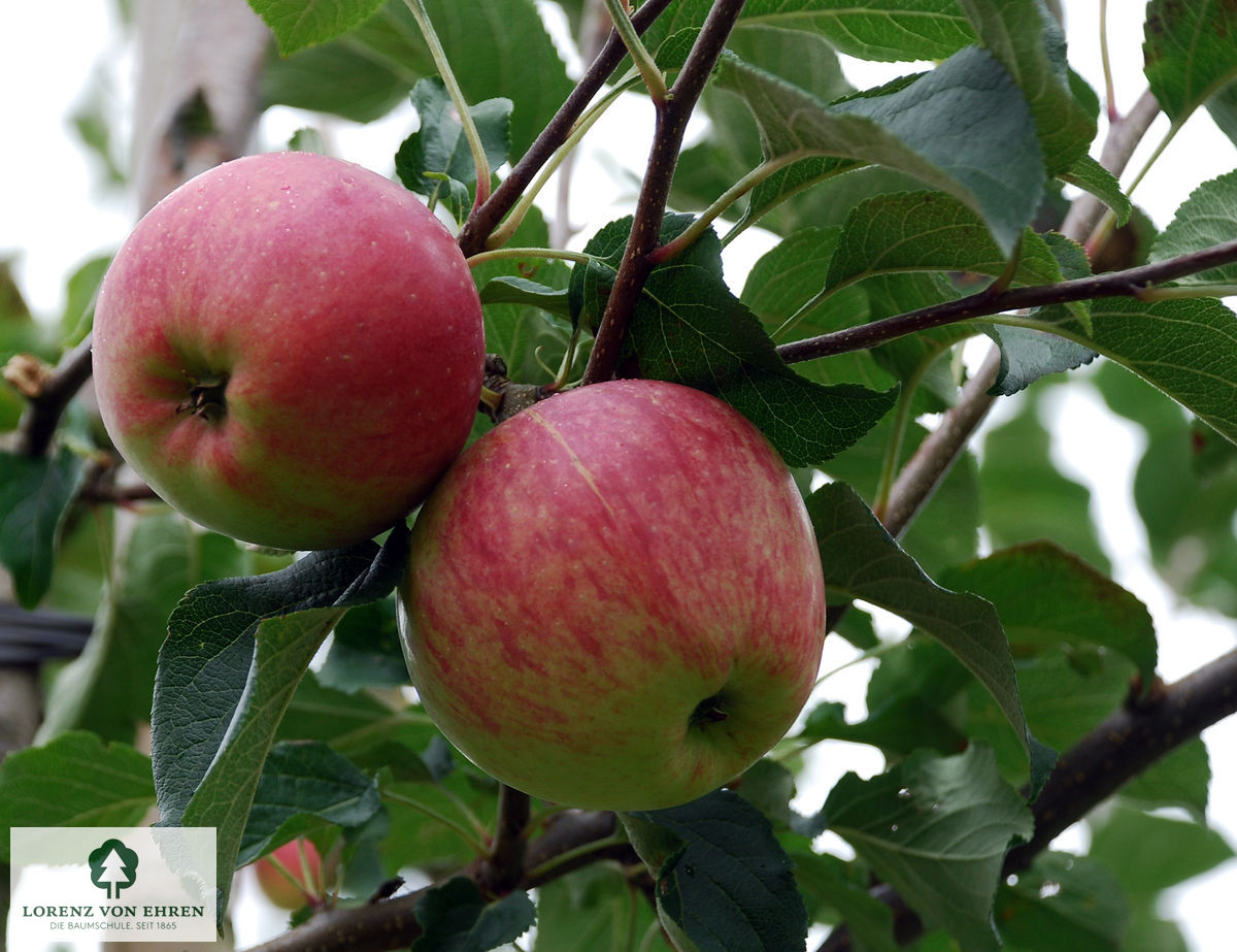 Malus domestica 'Reanda'