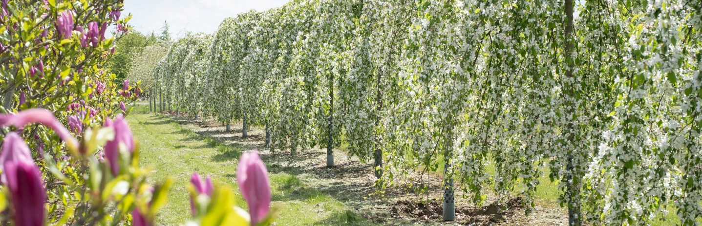Bäume mit zarter weißer Blüte