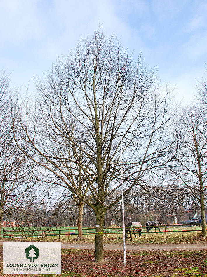 Tilia vulgaris