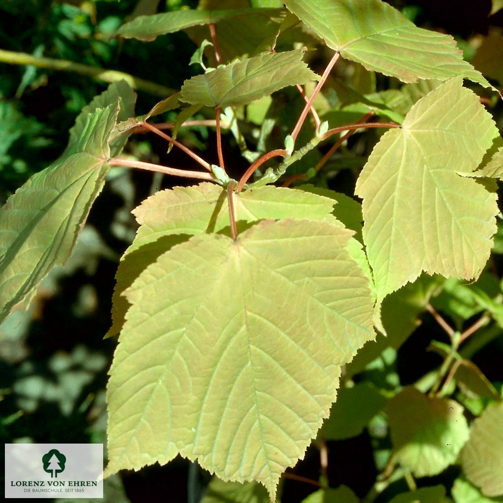 Acer pensylvanicum