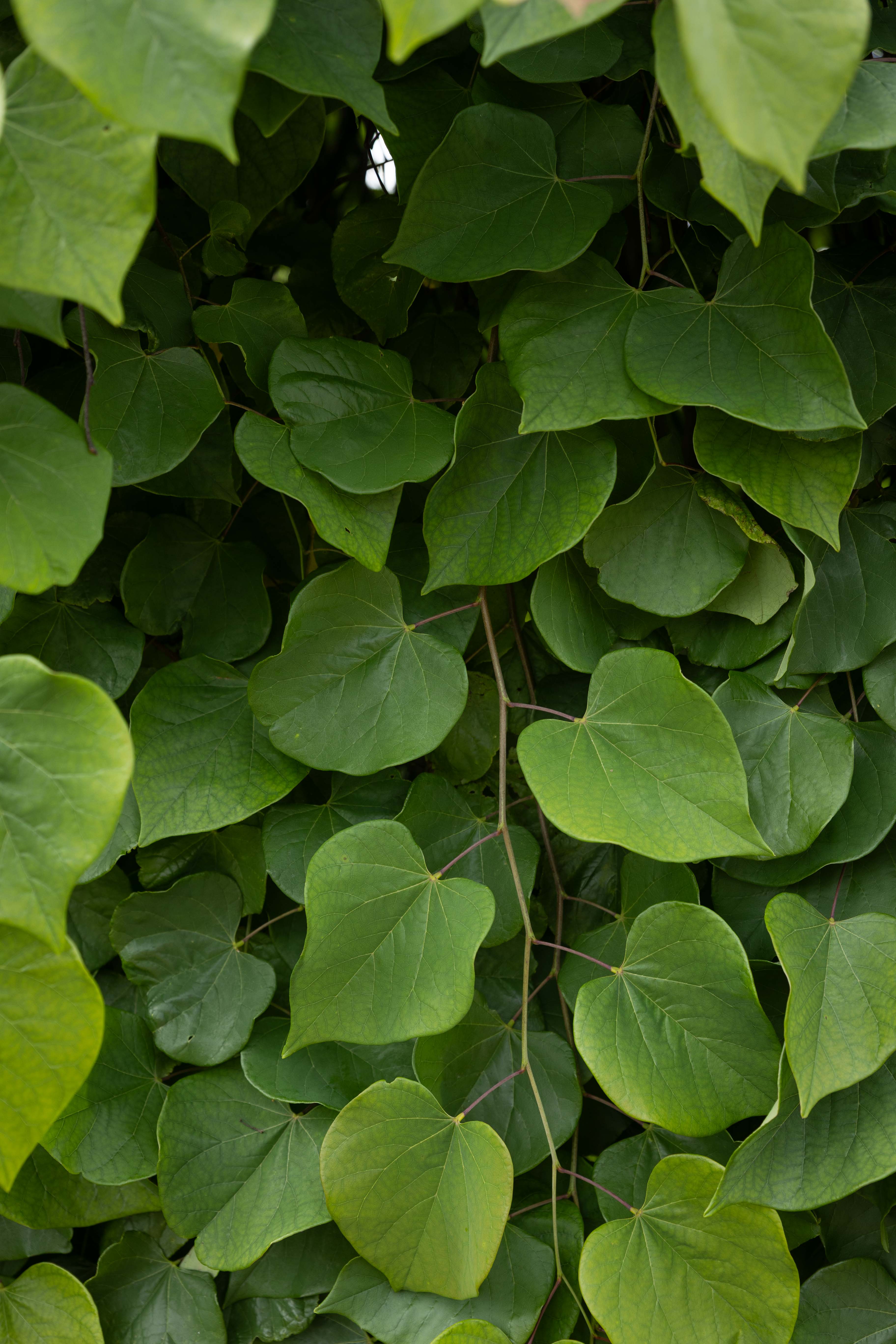 Grüne große Blätter