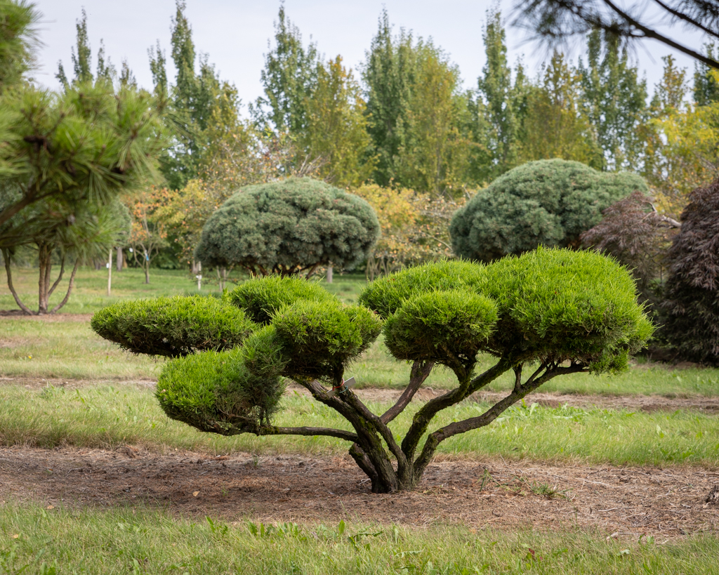 Juniperus media 'Mint Julep' Unikat