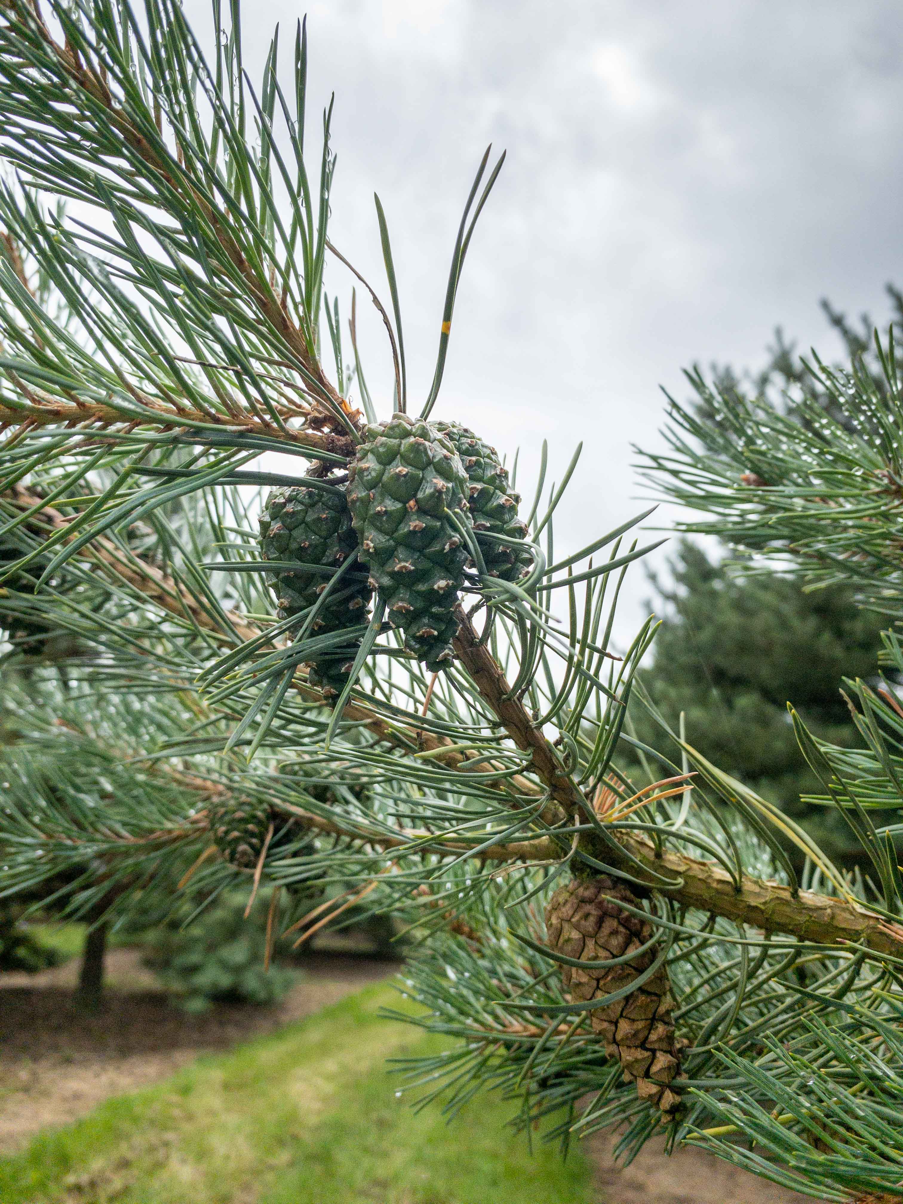 Pinus sylvestris 'Norske Typ' Unikat
