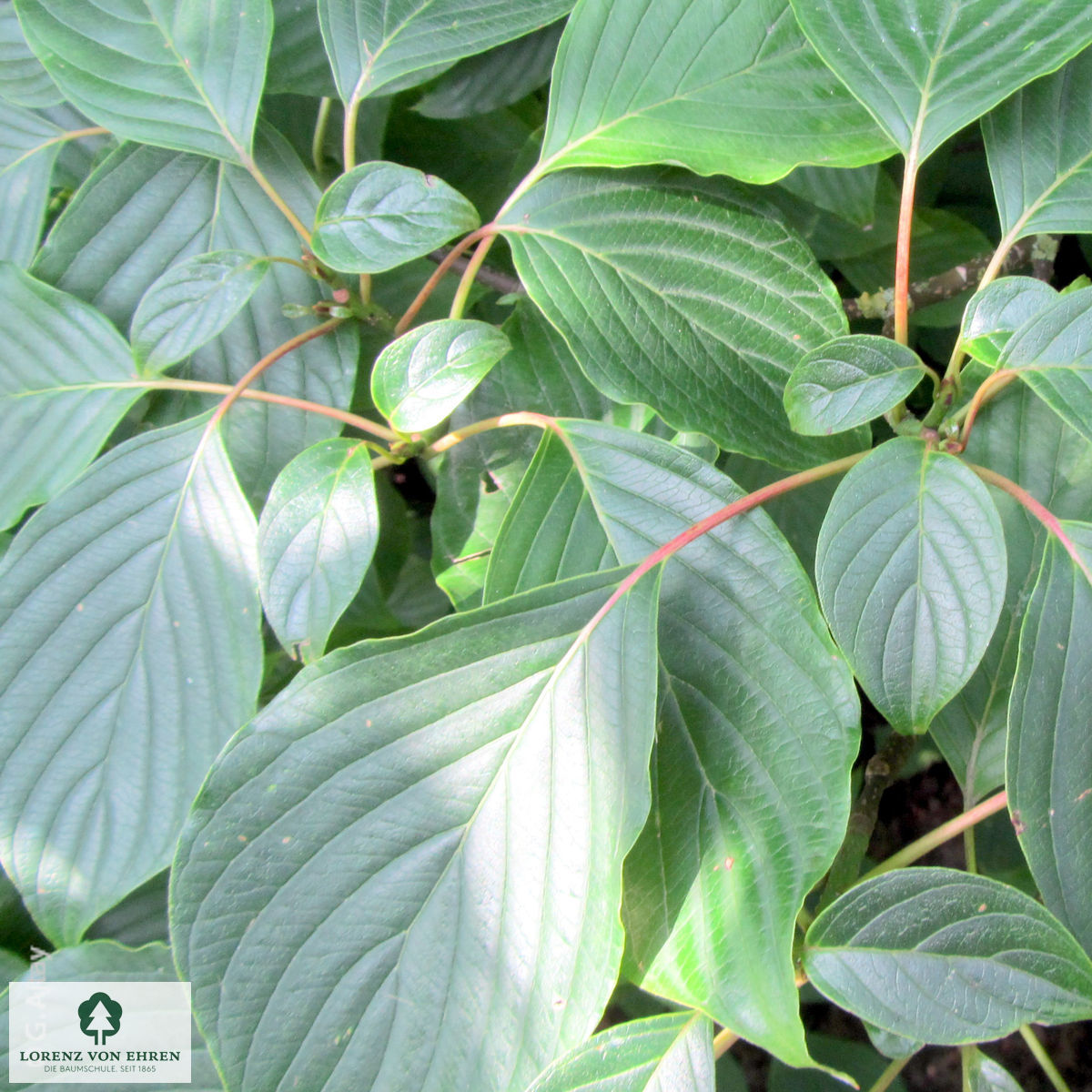 Cornus Alternifolia Baumschule LvE