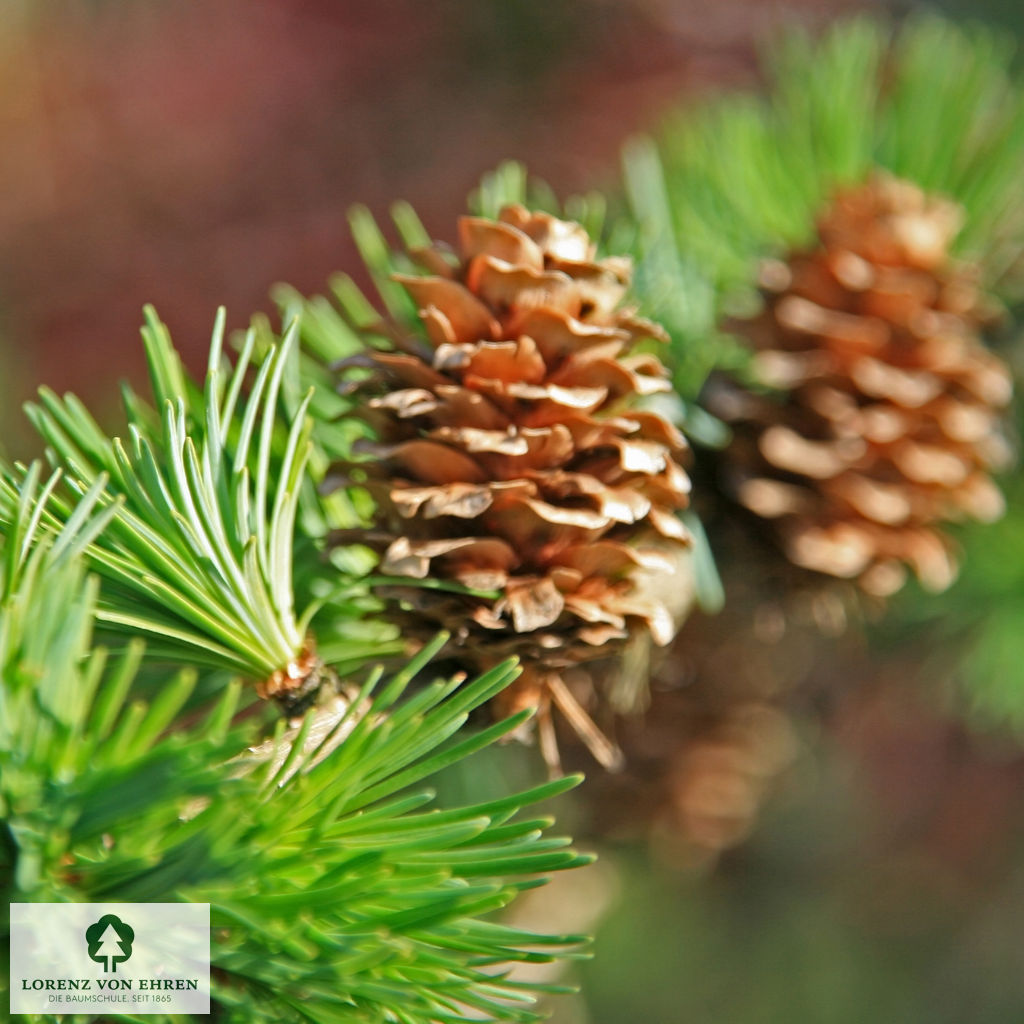 Larix kaempferi