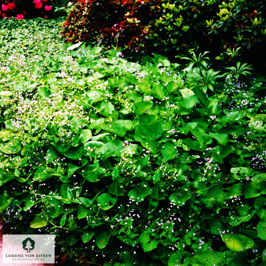 Brunnera macrophylla