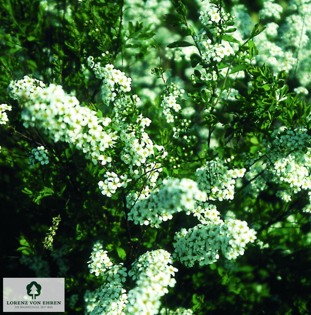 Spiraea cinerea 'Grefsheim'