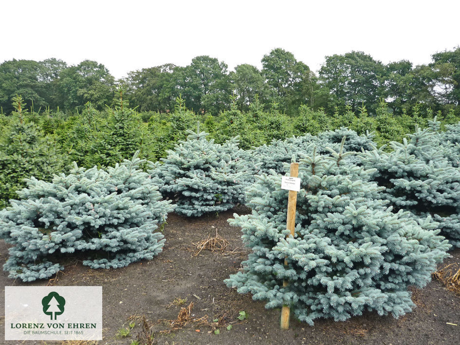 Picea pungens 'Glauca Globosa'