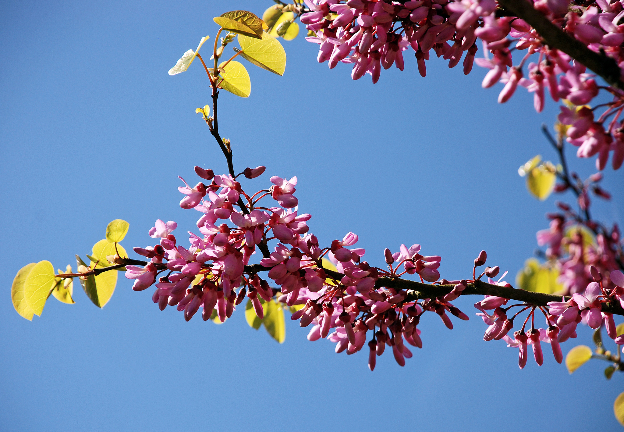 Blütenzweig des Judasbaumes vor blauem Himmel