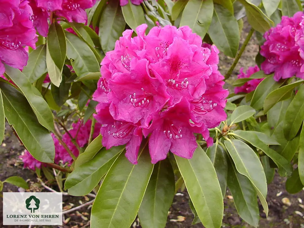 Rhododendron Hybride 'Old Port'