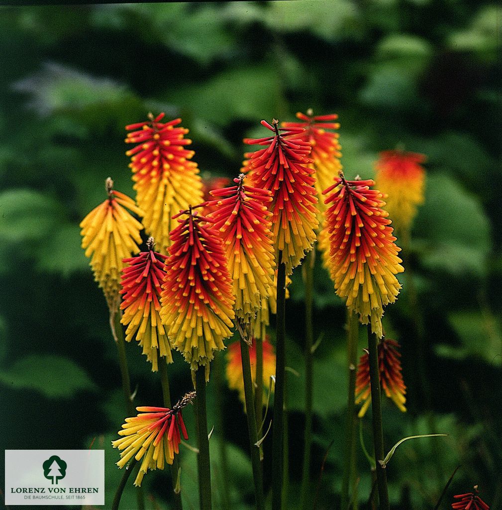 Kniphofia uvaria 'Royal Standard'