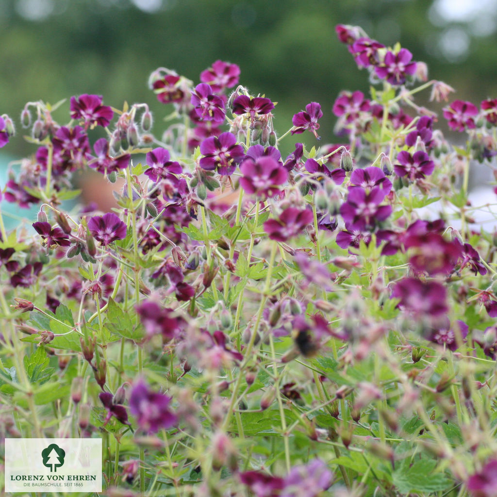 Geranium phaeum