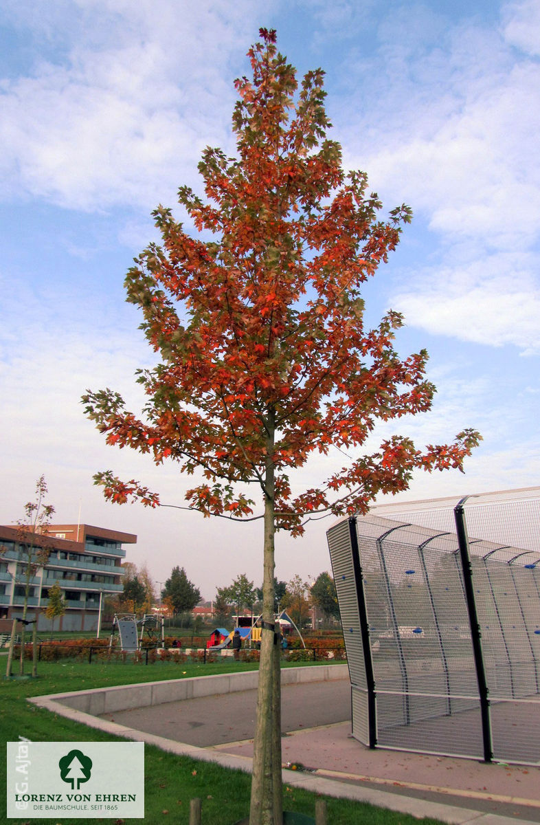 Acer rubrum 'Scanlon'