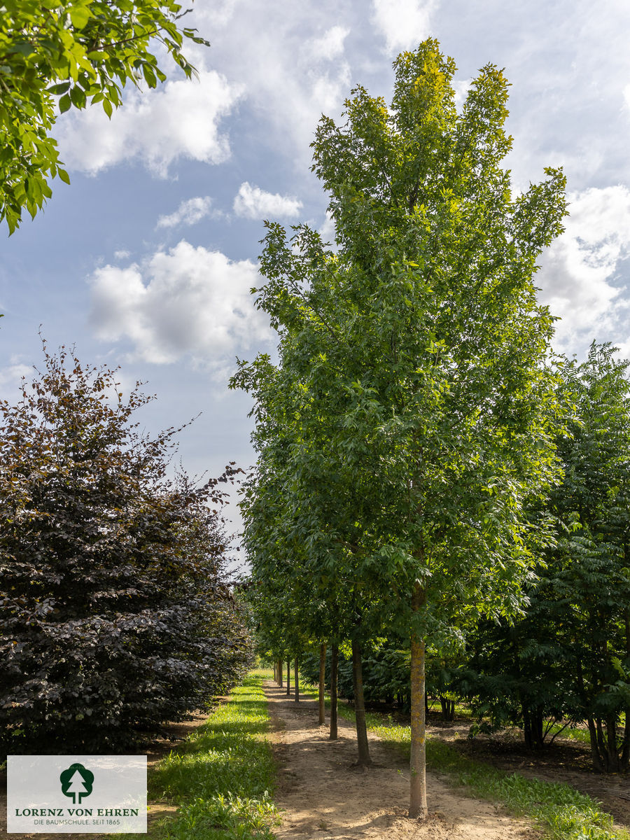 Fraxinus pennsylvanica 'Zundert'