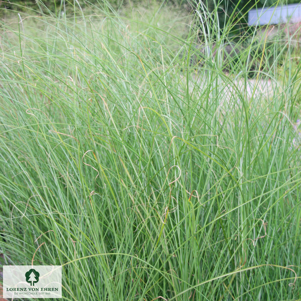 Miscanthus sinensis 'Gracillimus'