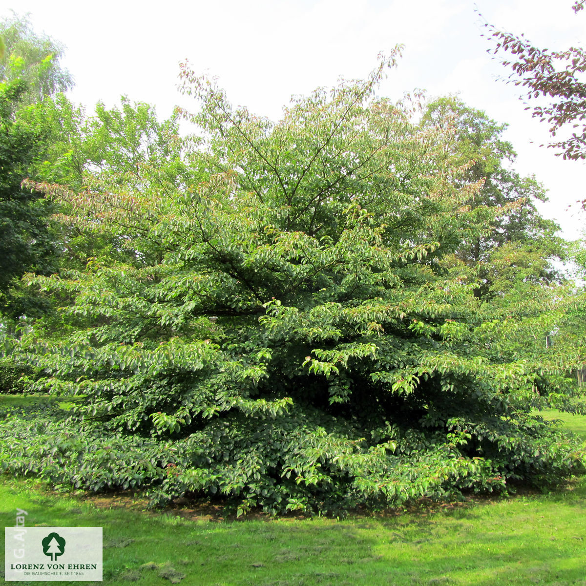 Cornus Alternifolia Baumschule LvE