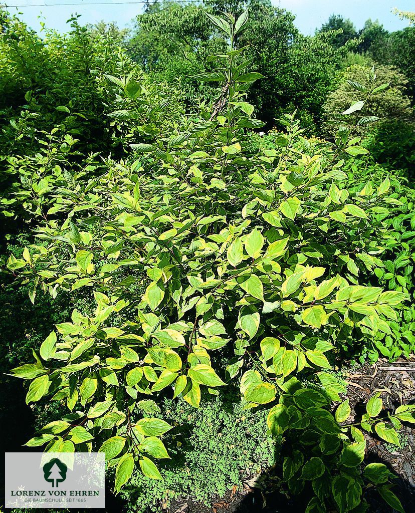 Cornus alba 'Spaethii'