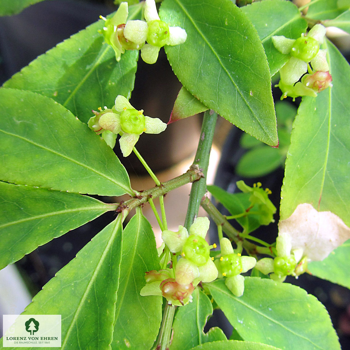 Euonymus alatus 'Compactus'