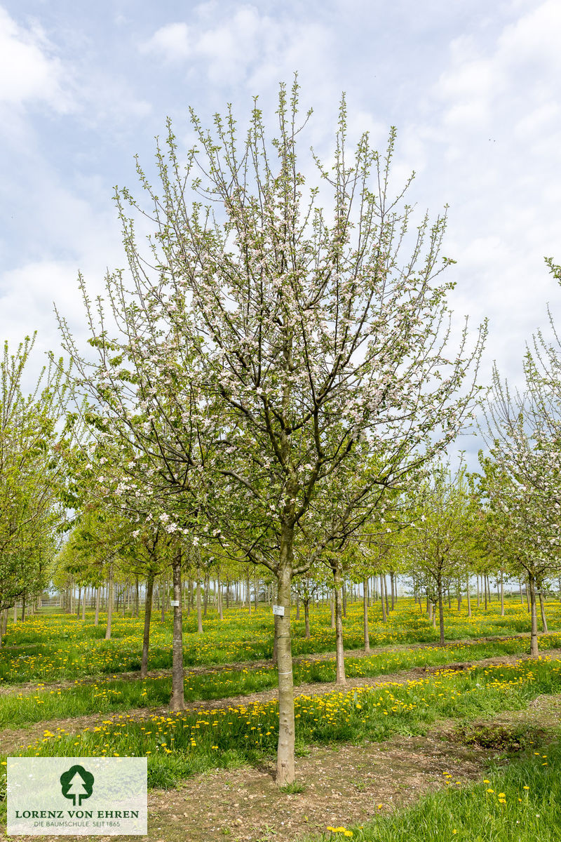 Malus domestica 'Kaiser Wilhelm'