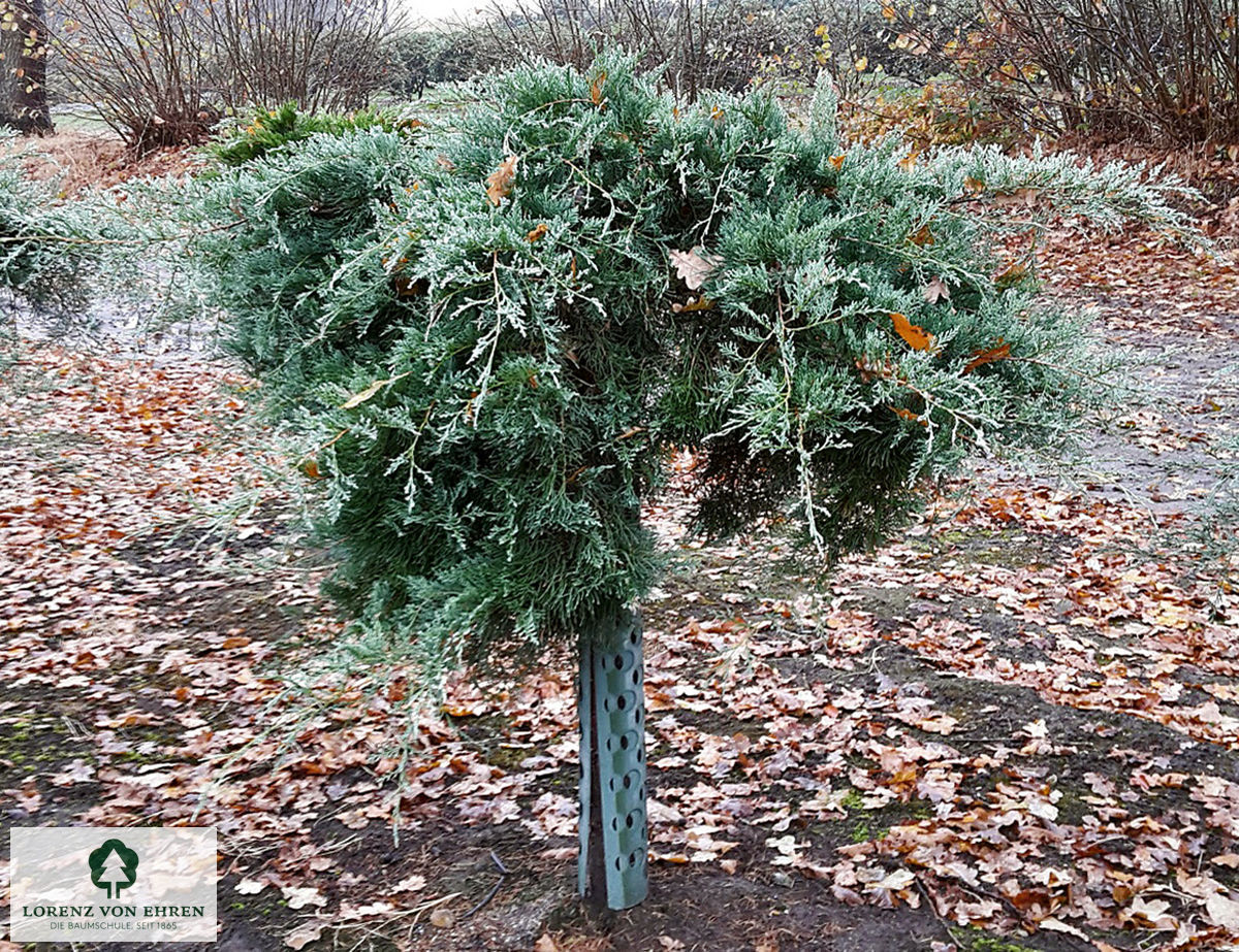 Juniperus virginiana 'Grey Owl'