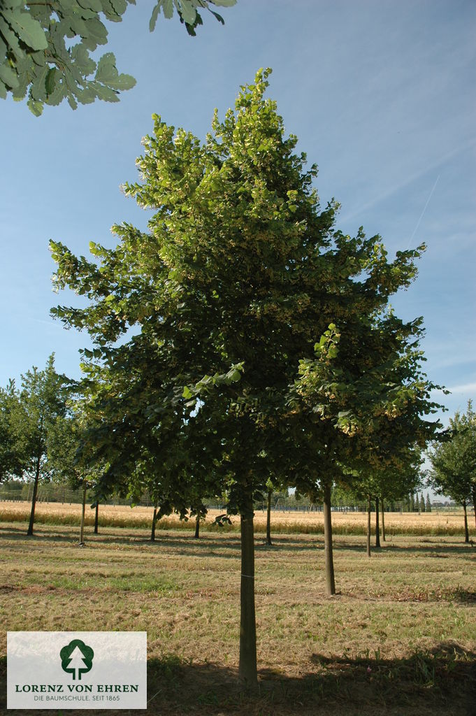 Tilia platyphyllos