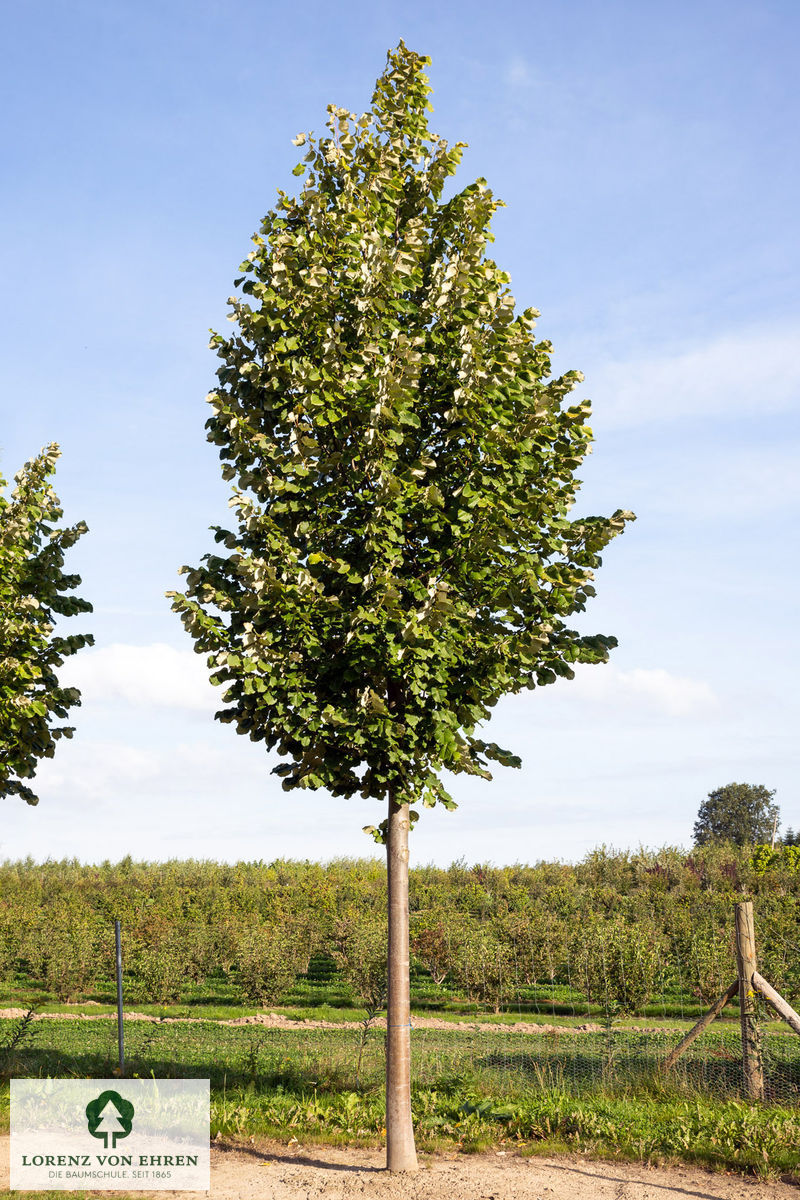 Tilia tomentosa 'Brabant'