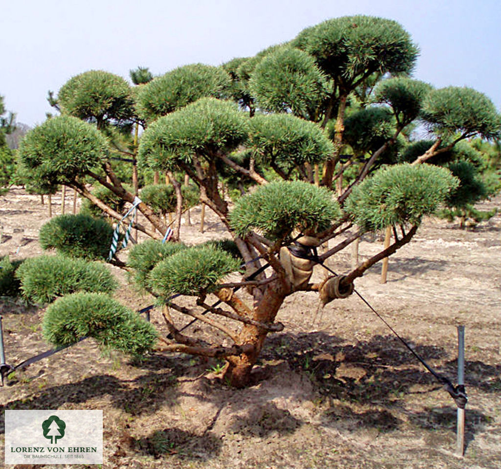 Pinus sylvestris 'Watereri'