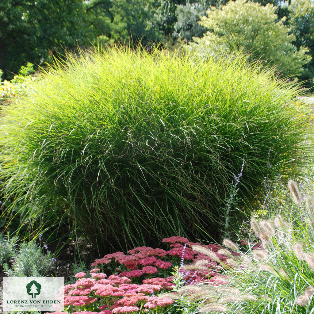 Miscanthus sinensis 'Gracillimus'