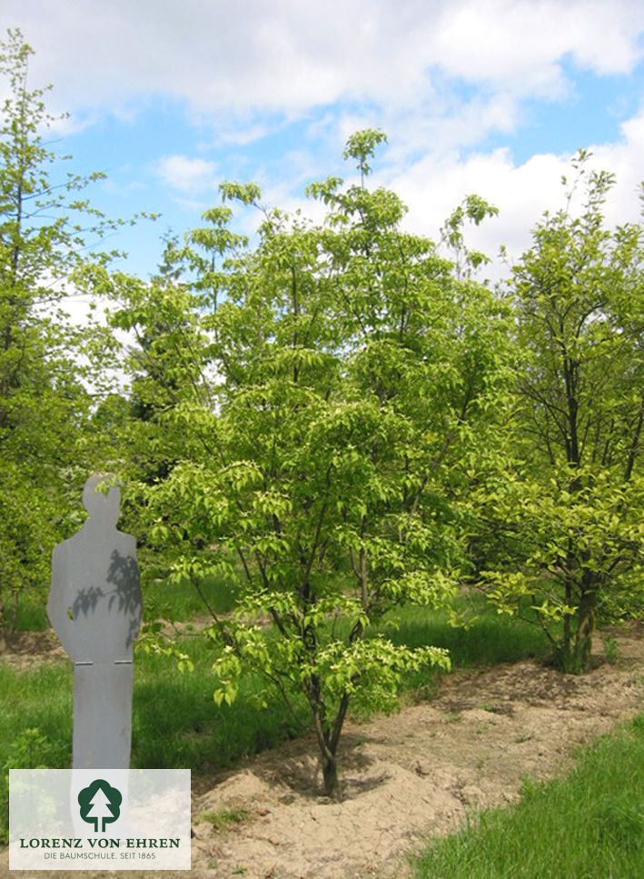 Cornus kousa