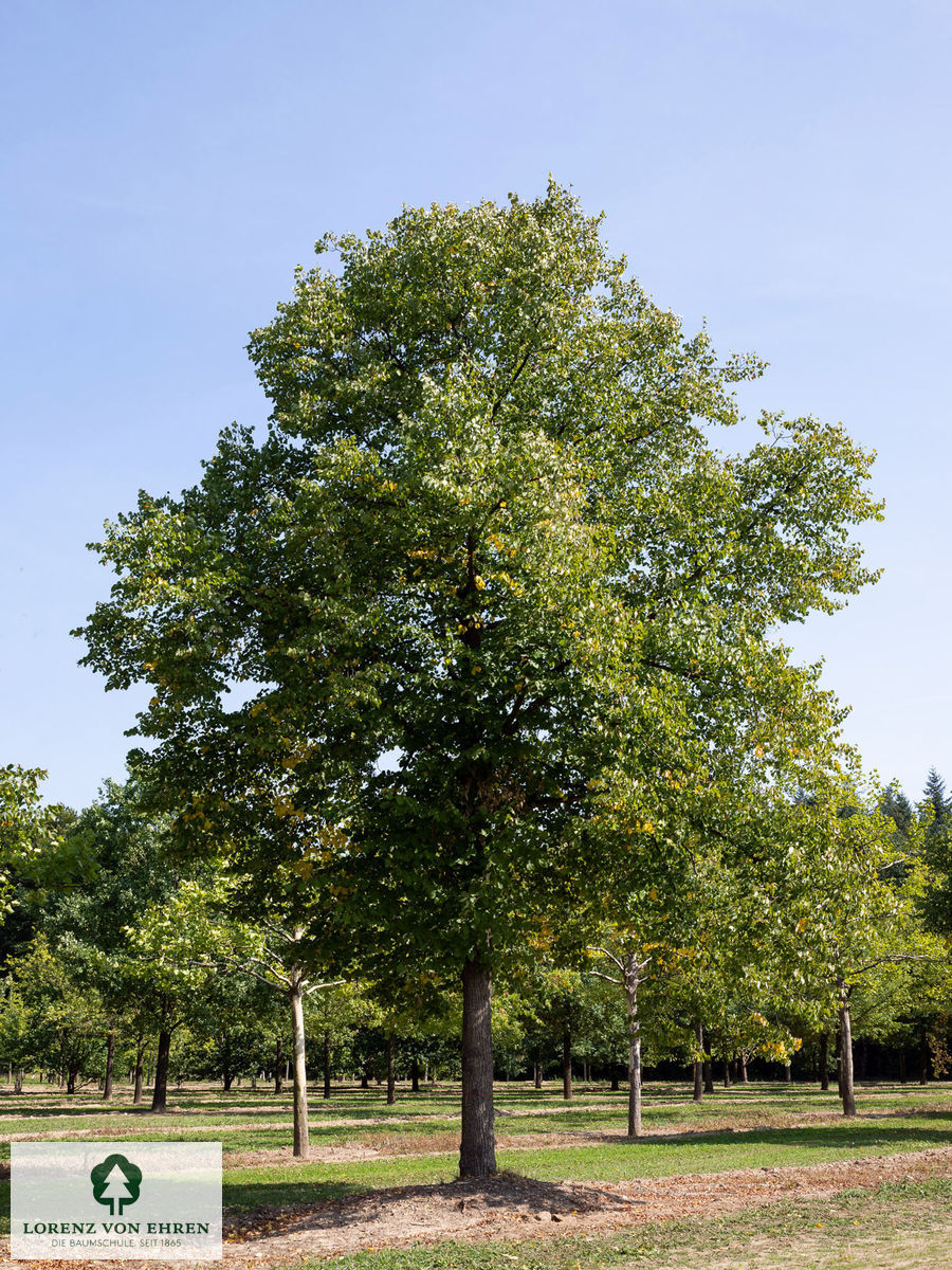 Tilia europaea