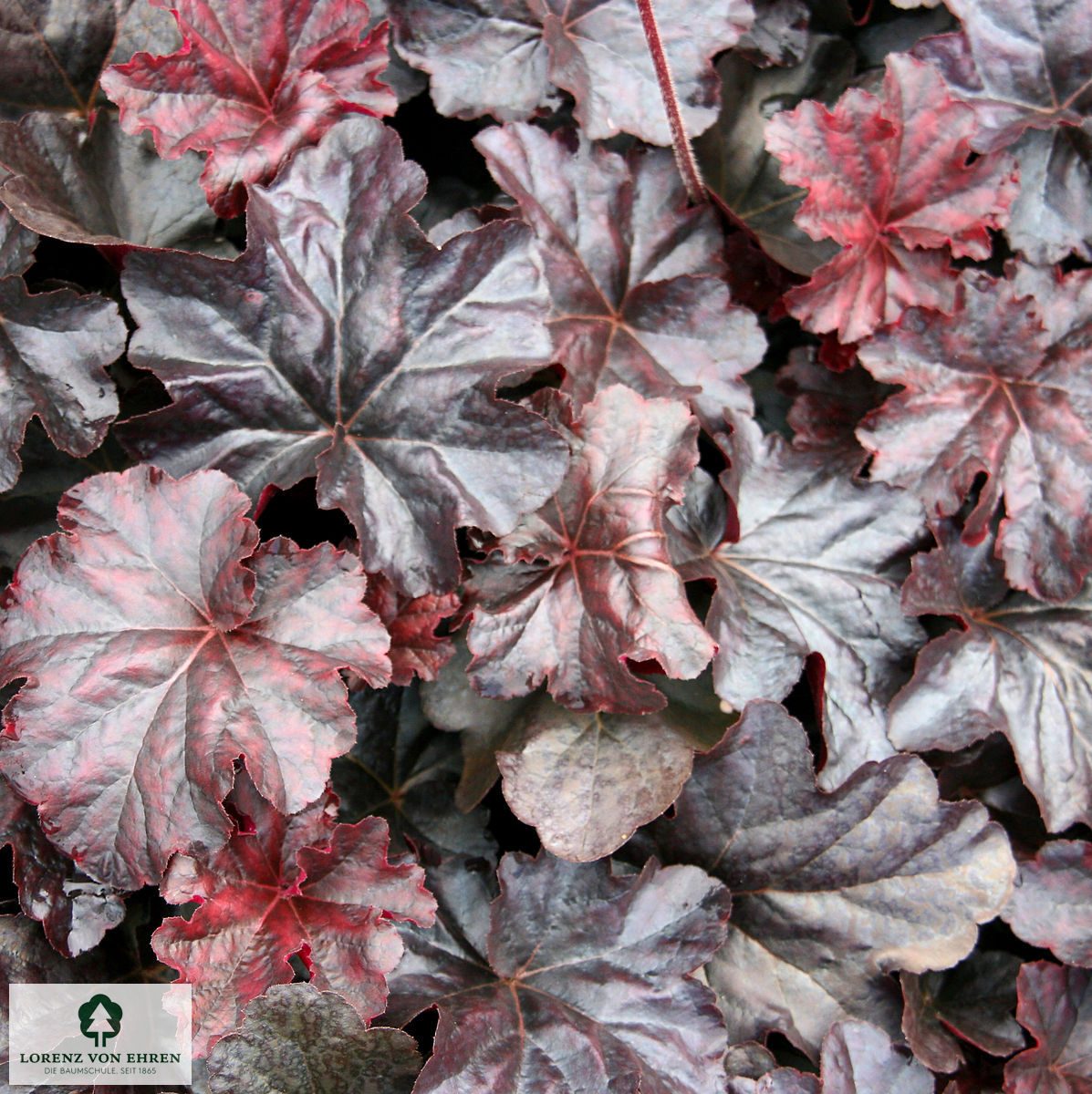 Heuchera Micrantha-Hybride 'Obsidian'