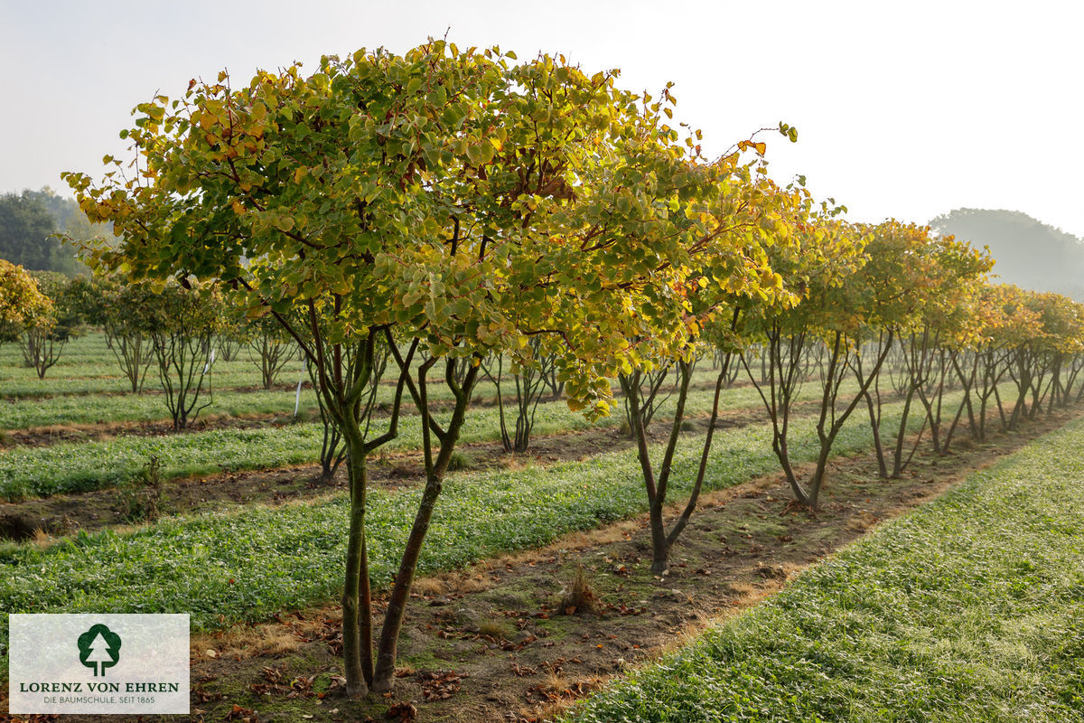 Tilia cordata 'Winter Orange'