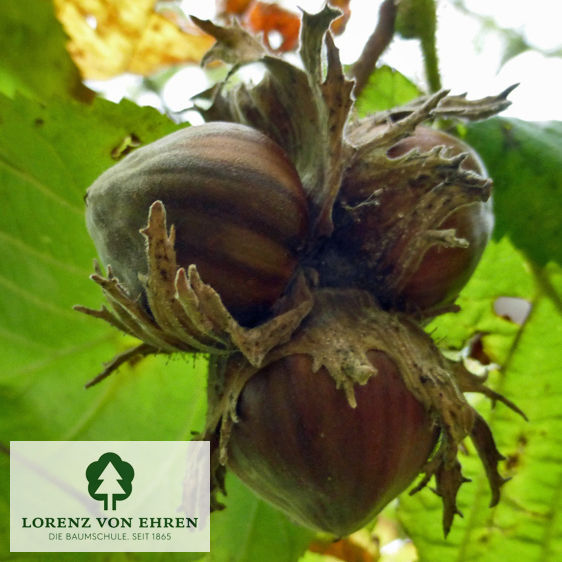 Corylus avellana 'Wunder aus Bollweiler'