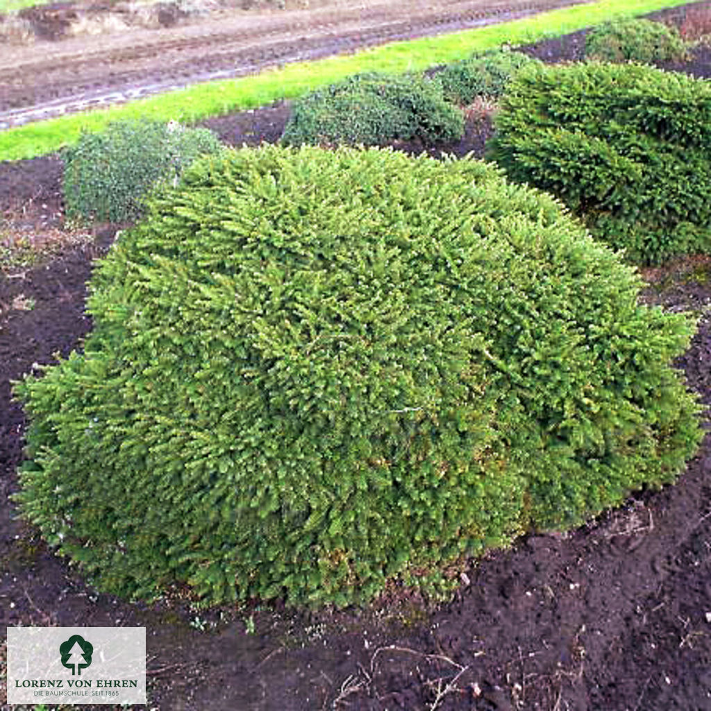 Picea abies 'Pumila Glauca'