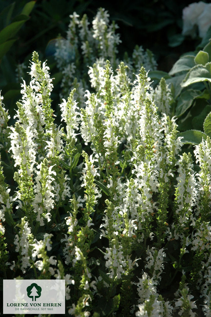 Salvia nemorosa 'Adrian'
