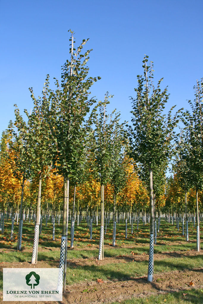 Tilia cordata 'Rancho'