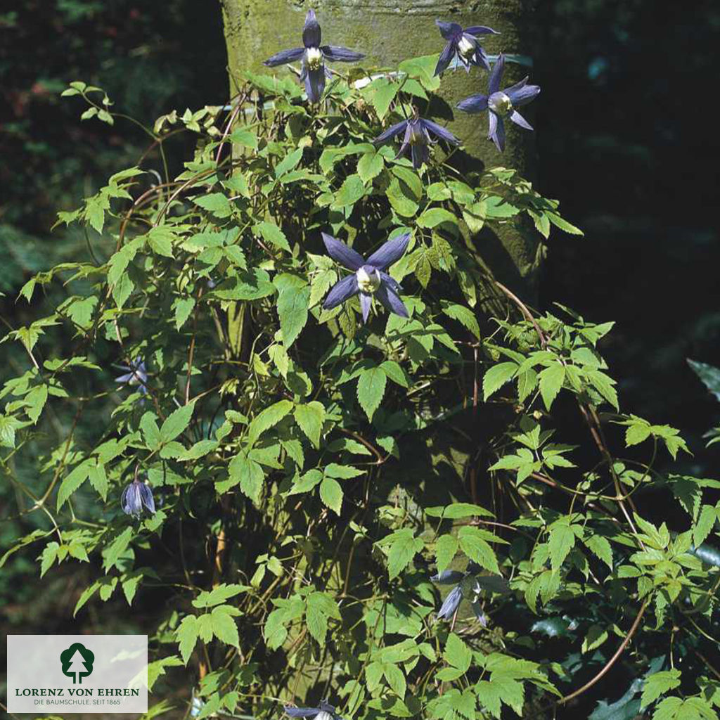 Clematis durandii