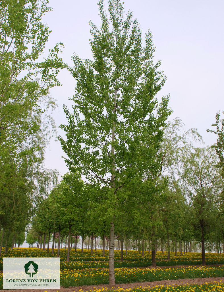 Populus tremula