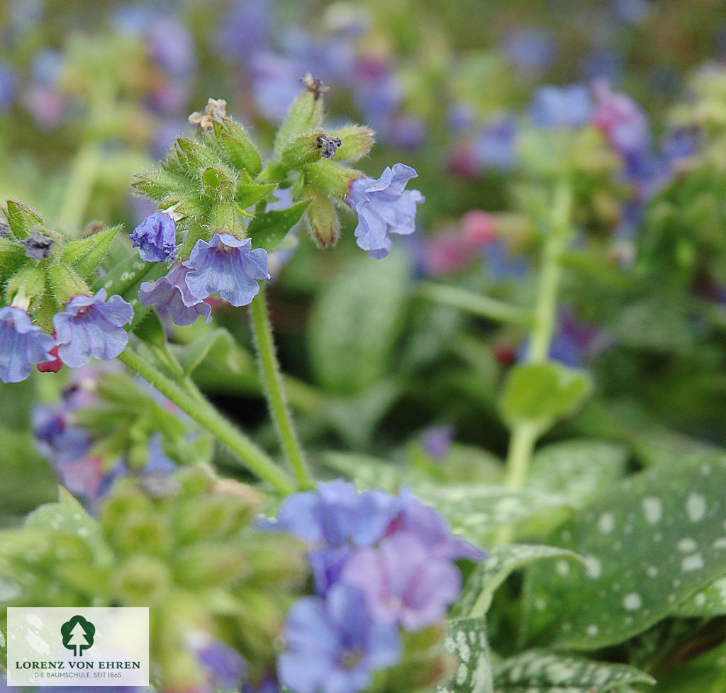 Pulmonaria angustifolia 'Azurea'