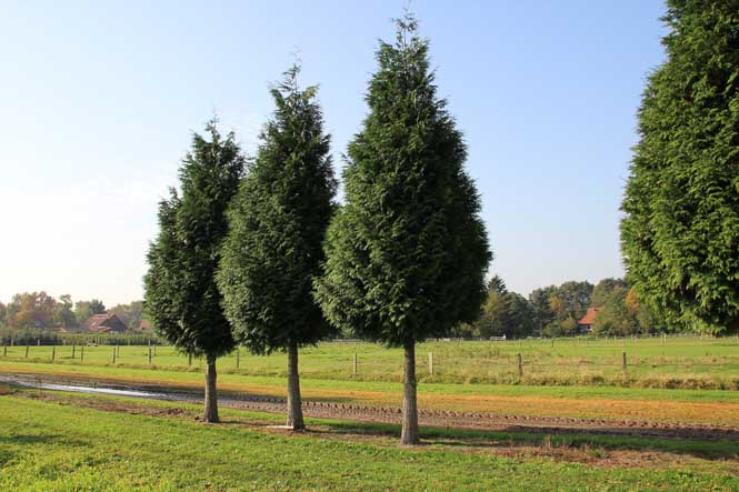 Drei Thuja Hochstammbäume