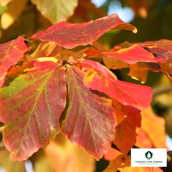 Parrotia persica