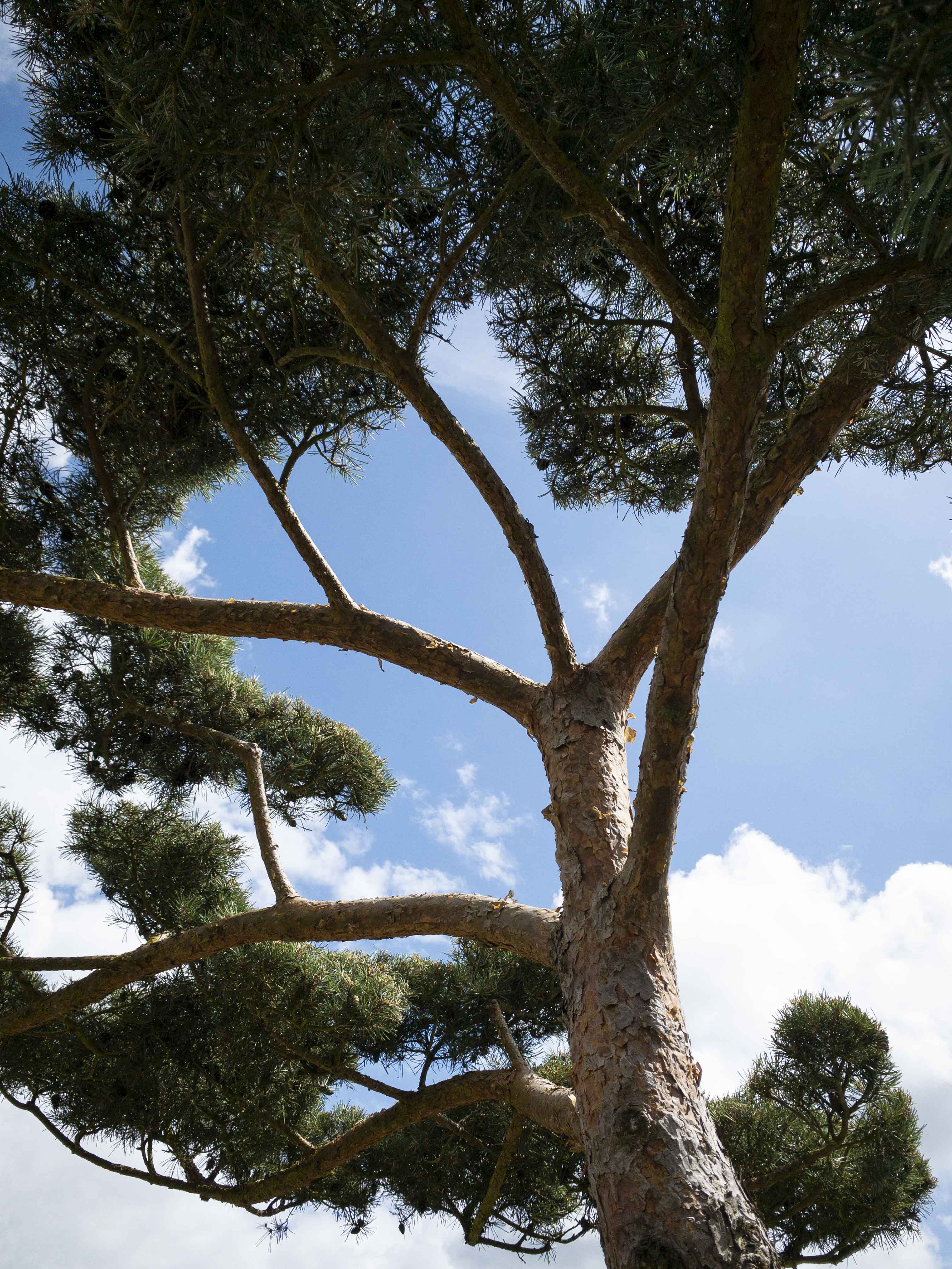Pinus sylvestris 'Norske Typ' Bonsai
