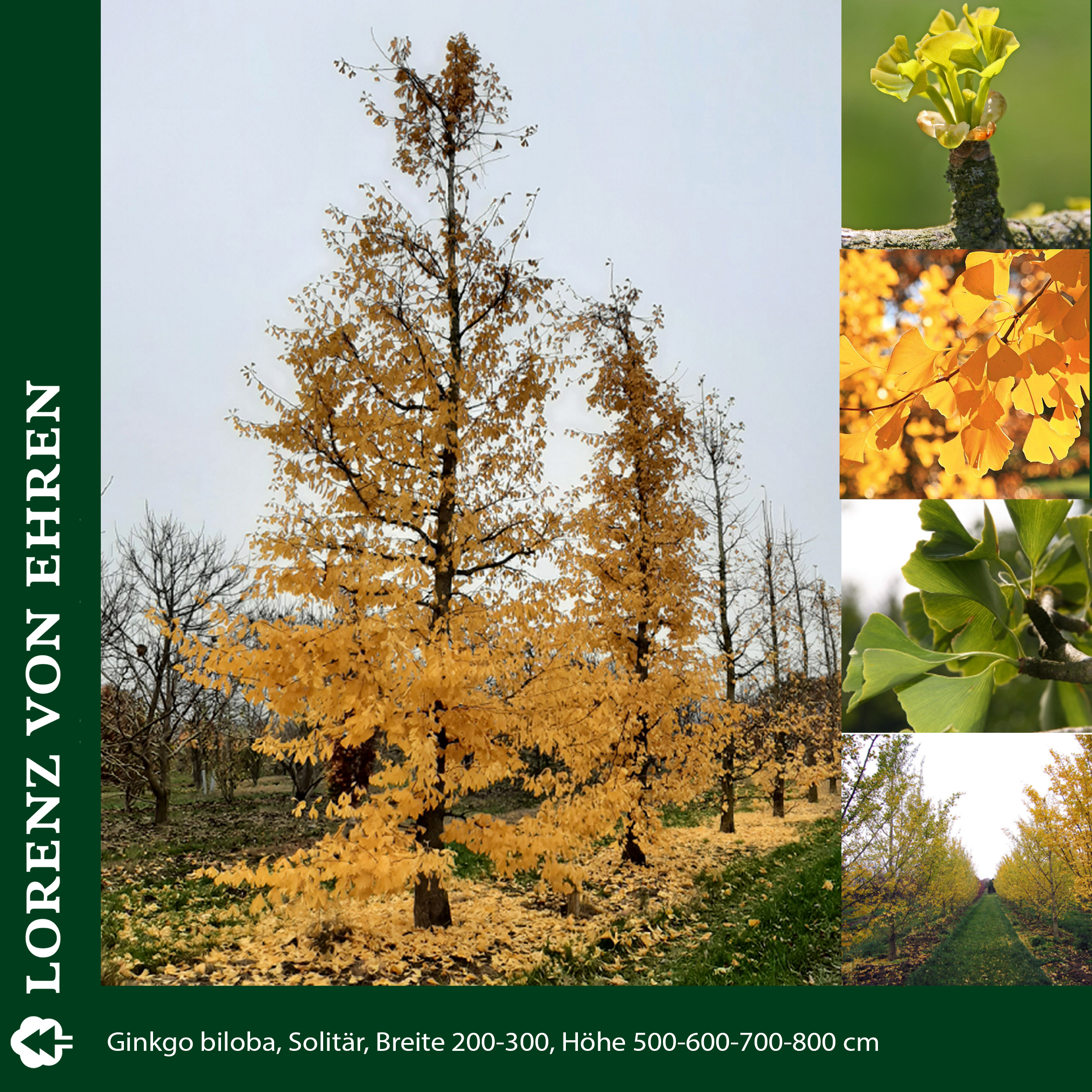 Baum und gelbe Blätter