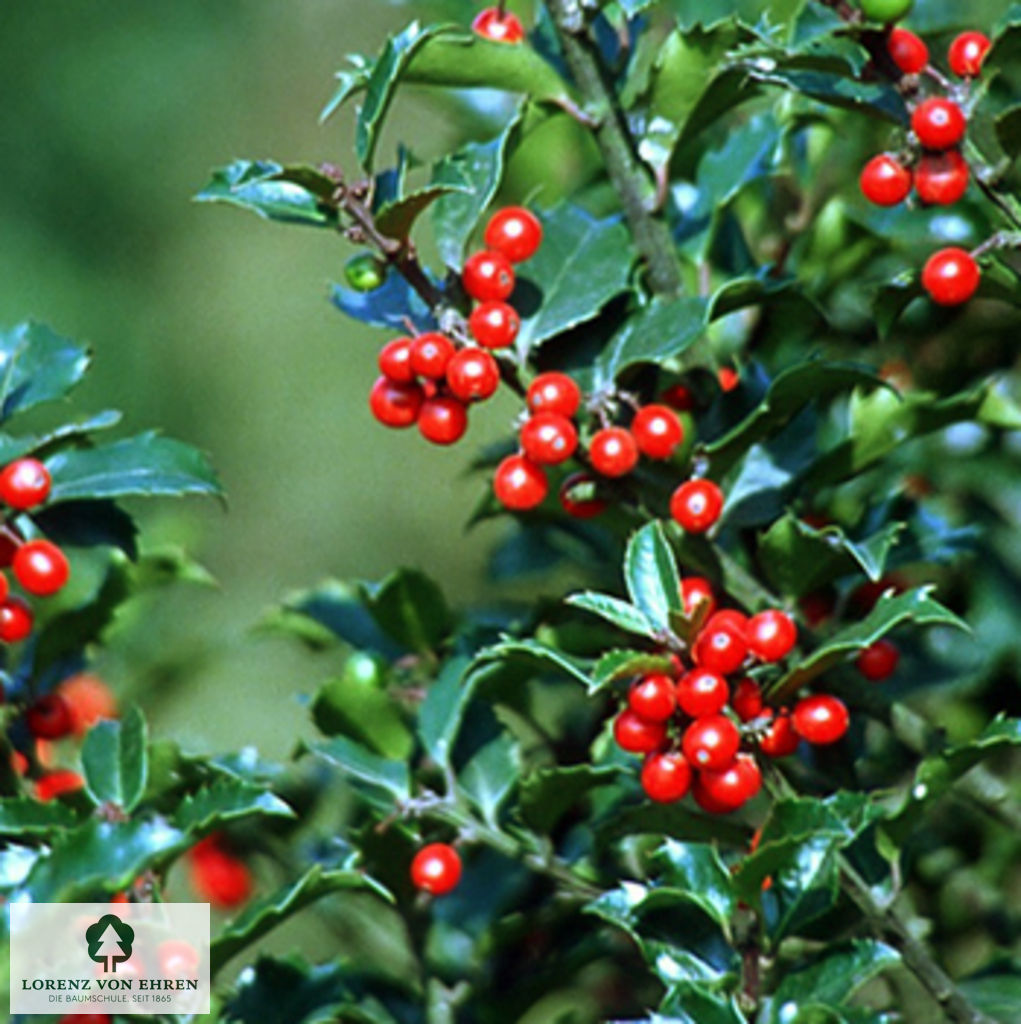 Ilex meserveae 'Blue Maid'