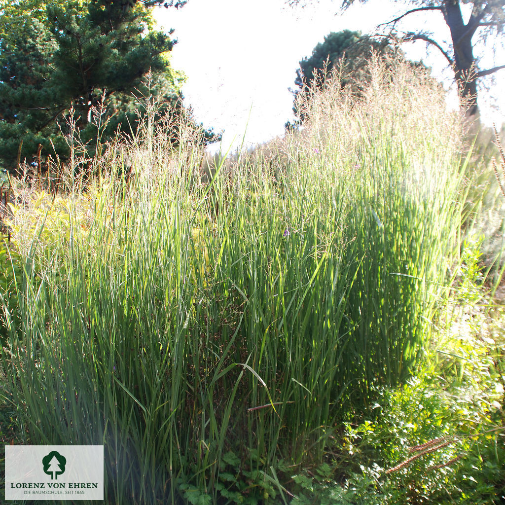 Panicum virgatum 'Heavy Metal'