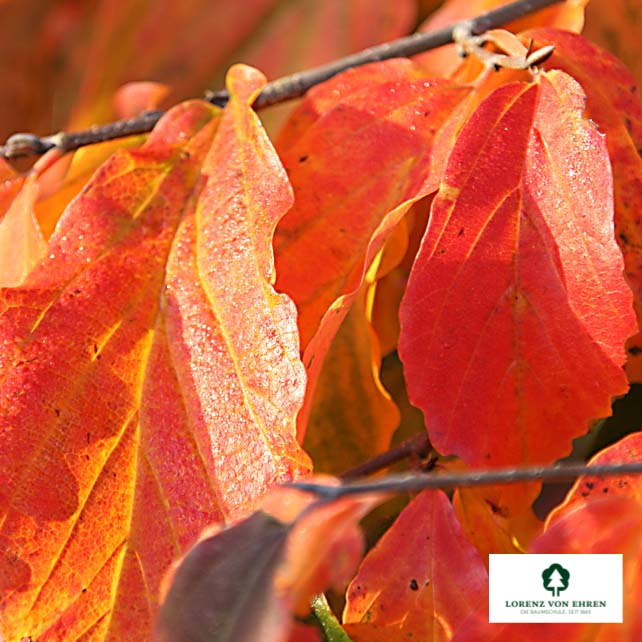 Parrotia persica