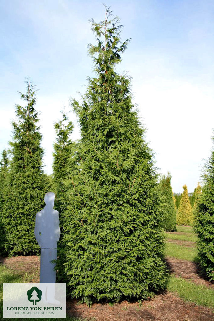 Thuja plicata 'Excelsa'