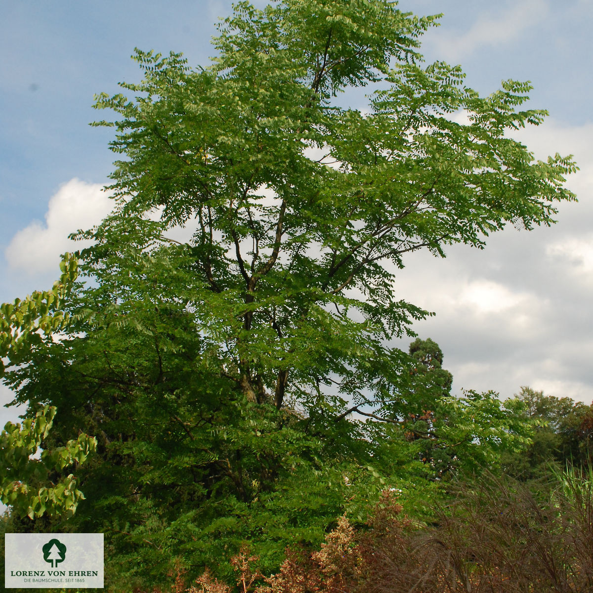 Gymnocladus dioicus